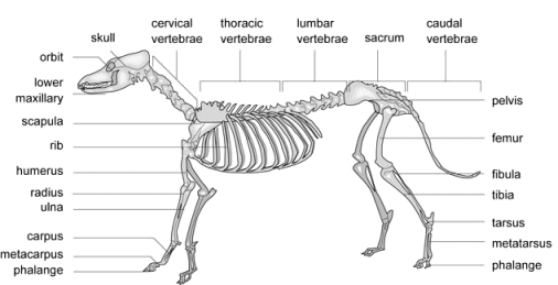 SKELETON OF A DOG