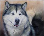 Malamute - limited edition of 50 - by Stuart Mallard