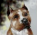 American Staffordshire Terrier by Iain-James Hinde