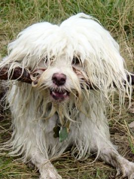 Charlie, owned by Jennifer Barr (Canada) - his idea of play often involves him having a bath afterwards!