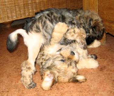 Typical Lowchen puppy play time - litter owned by Ans van derBerg & Peter Duits in the Netherlands