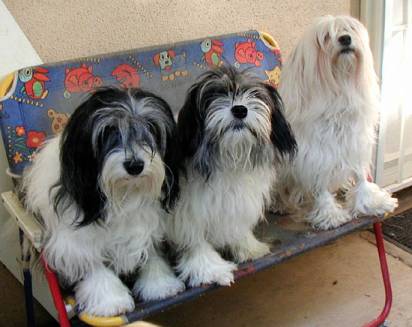 Lilly, Nibbles and Dizzy, owned by Jean Richland in California, relaxing on the bench. Click here to visit Majestic Lowchen web site