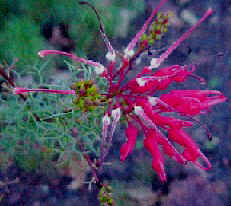 Wilsons Grevillea