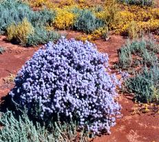 The gorgeous wildflowers of Western Australia