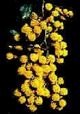Australian Wattle flower