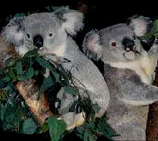 Two koala's in tree