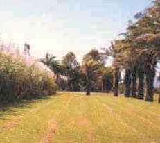 Banana Palms & Sugar Cane crops in Queensland