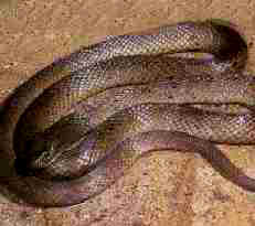 Venomous Dugite (Brown) Snake - Western Australia