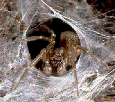 The extremely venomous Funnel Web Spider