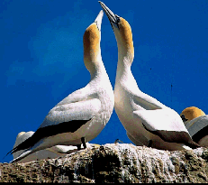 Pair of Gannets