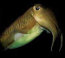 Giant Australian Cuttlefish