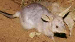 Greater Bilby