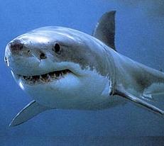 Remember - if you go surfing in Australia, keep your legs up on top of the board!  :O)   The Great White Shark!