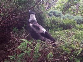 "Maggie" a baby Magpie who lives in our yard wih her parents
