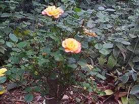 Our first flowering rose bush, given to us by the Beckett family