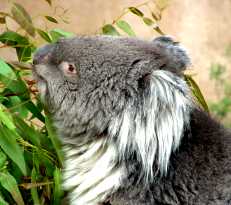Koala eating his dinner