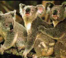 Koala trio