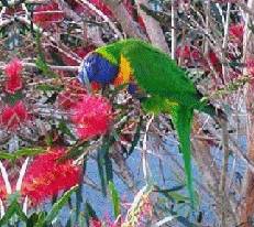 The striking Lorikeet feeding from the native plants