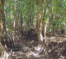 Mangroves in Queensland