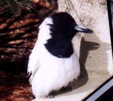 Pied Butcher Bird - Northern Territory