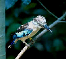 Red-back Kingfisher bird