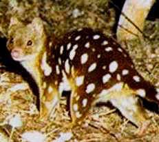A Spot-tail Quoll in Queensland