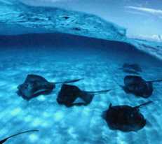 A group of Stingrays - Qld.