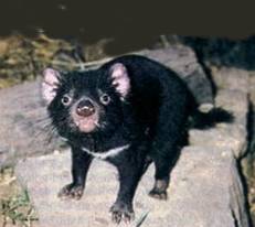 The terror of the Tasmanian Devil!