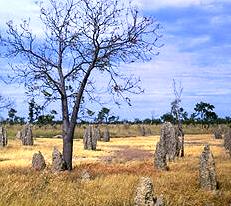 Termite mounds in Queensland