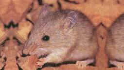 Western Pebble-mound Mouse