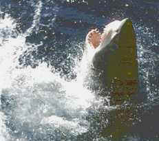 White Pointer Shark - South Australia - Yes! We DO have them!