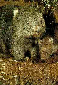 Wombat and baby