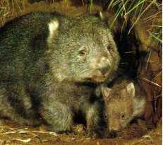 Mother Wombat with baby.