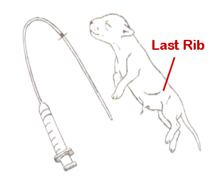 Tube Feeding Chart For Puppies