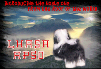 China Road Lhasa Apso
