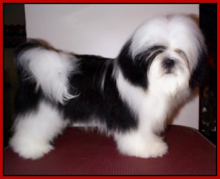 Shadow at 5 months of age