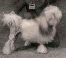 Aust. Ch. Ardgowan Crackajack (Imp NZ), owned by Mr & Mrs R W Harrison