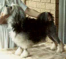 Australian Champion Coxnco Hi Falutin - owned by Fran Minter of Paceaway Lowchen, Queensland, Australia