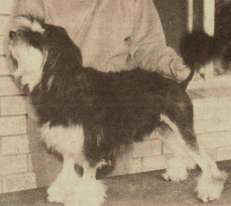 Aust. Ch. Duncara Fine Prelude (Imp UK)