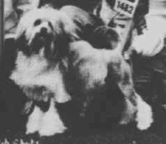 English Ch. Duncara Holly Go Lightly - owned by Phyl Harris, South Australia
