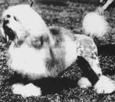 Aust. Ch. Hanrovia Phan Dango owned by Dr Joan M Lawrence, Queensland, Australia