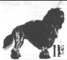 Aust. Ch. Jilland Double Delight (Imp UK)