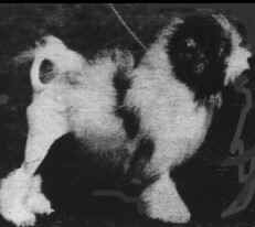 Australian Champion SHYSU FEATHERWEIGHT owned by Robyn & Natasha Colbourne, Victoria, Australia
