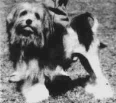 Aust Ch Shysu Seraph (IID) owned by Sue & Tony Ikin