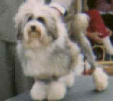 Aust. Ch. Thewsaan Copper Glow, owned by Mr I Hinde