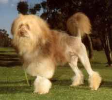 Aust. Ch. Tilcha Leo The Lion