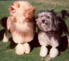 Aust. ch. tilcha leo The Lion (left) and Aust. Ch.  Jilland Double Diamante (Imp UK)