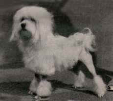 Australian Ch. Tilcha Lucky Fashion, owned by Gaylea Kennels (Victoria)