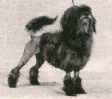 Aust. Ch. Tous Arrived Fantasia owned by Tilcha Kennels