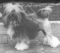 CH. LITTLECOURT PIPPIN
